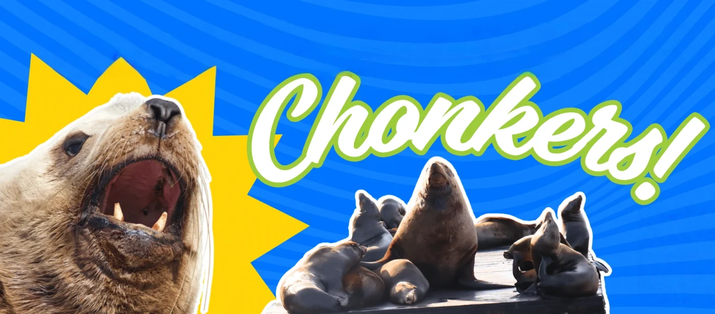 chonkerssealionplushie